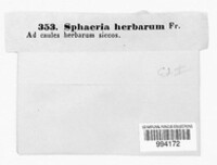 Stemphylium vesicarium image